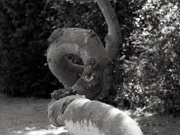 Bois des Moutiers (13) Avril 2012